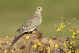 Image. Mourning Dove