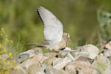Image. Mourning Dove
