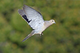 Image. Mourning Dove