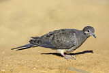Image. Mourning Dove
