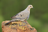 Image. Mourning Dove