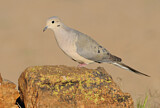 Image. Mourning Dove