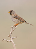 Image. Mourning Sierra Finch