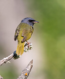 Image. Mourning Warbler