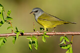 Image. Mourning Warbler