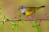 Image. Mourning Warbler