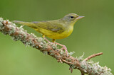 Image. Mourning Warbler