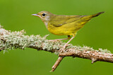 Image. Mourning Warbler