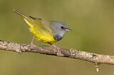 Image. Mourning Warbler