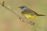 Image. Mourning Warbler
