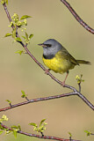 Image. Mourning Warbler
