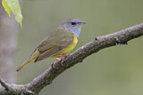 Image. Mourning Warbler