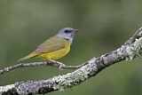 Image. Mourning Warbler