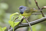 Image. Mourning Warbler