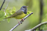 Image. Mourning Warbler