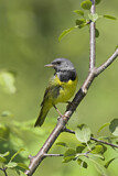 Image. Mourning Warbler