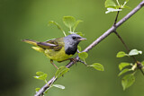 Image. Mourning Warbler