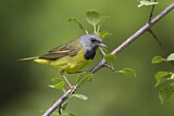 Image. Mourning Warbler