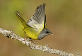 Image. Mourning Warbler