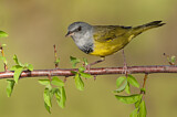 Image. Mourning Warbler