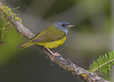 Image. Mourning Warbler