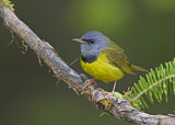Image. Mourning Warbler