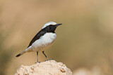Image. Mourning Wheatear