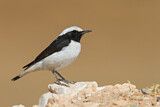 Image. Mourning Wheatear