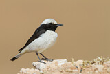 Image. Mourning Wheatear