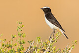 Image. Mourning Wheatear