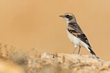 Image. Mourning Wheatear