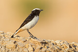 Image. Mourning Wheatear