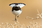 Image. Mourning Wheatear