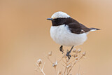 Image. Mourning Wheatear