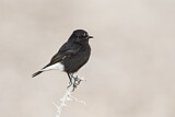 Image. Mourning Wheatear
