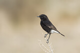 Image. Mourning Wheatear