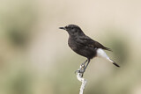 Image. Mourning Wheatear