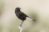 Image. Mourning Wheatear