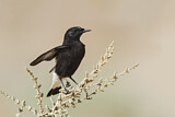 Image. Mourning Wheatear