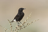 Image. Mourning Wheatear