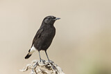 Image. Mourning Wheatear