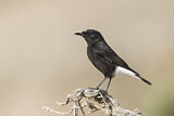 Image. Mourning Wheatear