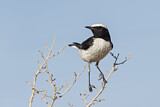 Image. Mourning Wheatear