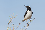 Image. Mourning Wheatear