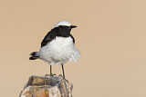 Image. Mourning Wheatear