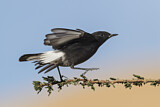 Image. Mourning Wheatear