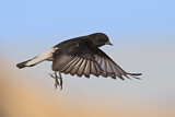 Image. Mourning Wheatear