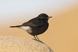 Image. Mourning Wheatear