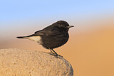 Image. Mourning Wheatear