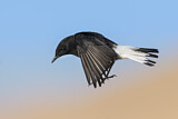 Image. Mourning Wheatear